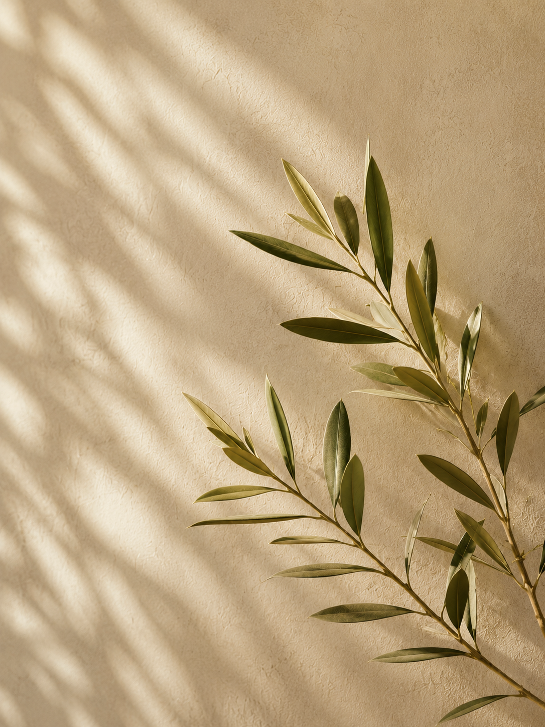 Olive leaves and soft shadows on a textured wall