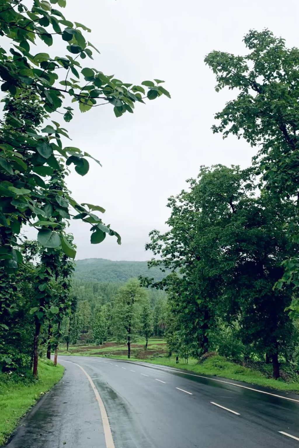 Quiet road winding through Vengurla's lush landscape